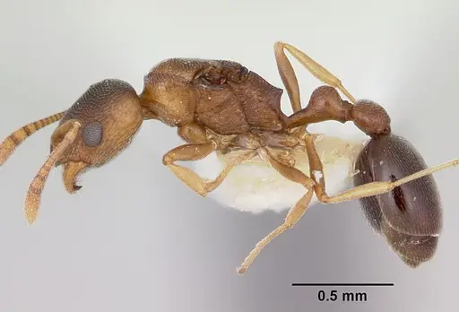 Cardiocondyla mauritanica specimen CASENT0172606 image casent0172606_3