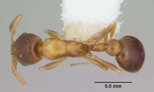 Cardiocondyla mauritanica specimen CASENT0172607 image casent0172607_1