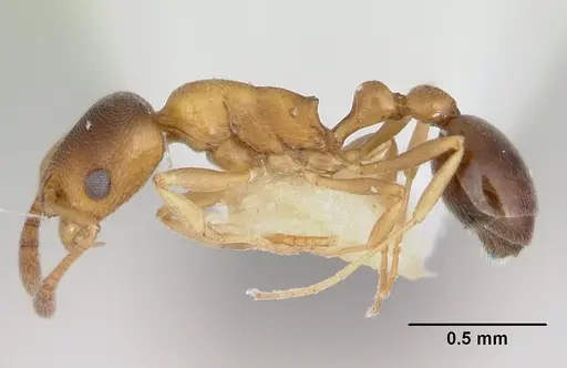 Cardiocondyla mauritanica specimen CASENT0172607 image casent0172607_3
