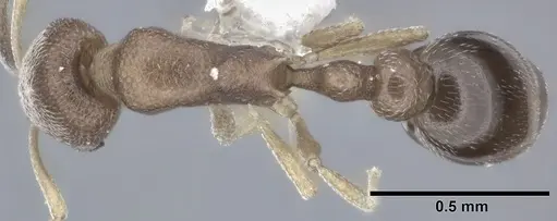 Cardiocondyla mauritanica specimen CASENT0246600 image casent0246600_1