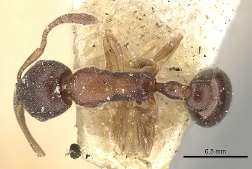 Cardiocondyla mauritanica specimen CASENT0249873 image casent0249873_1