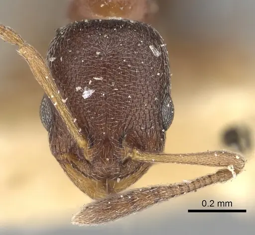 Cardiocondyla mauritanica specimen CASENT0249873 image casent0249873_2