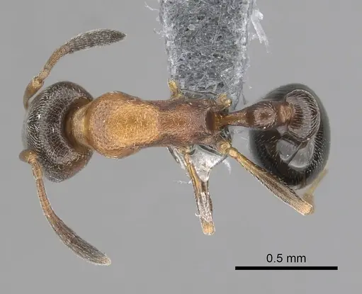 Cardiocondyla mauritanica specimen CASENT0263693 image casent0263693_1