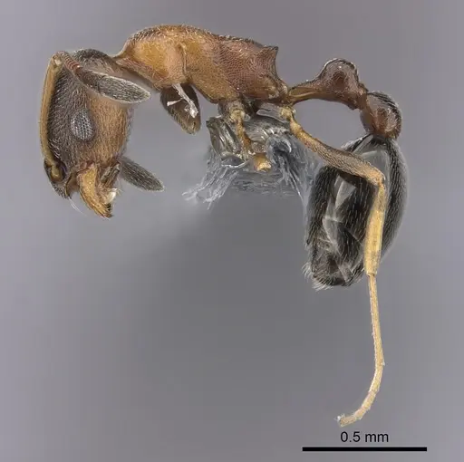 Cardiocondyla mauritanica specimen CASENT0263693 image casent0263693_3