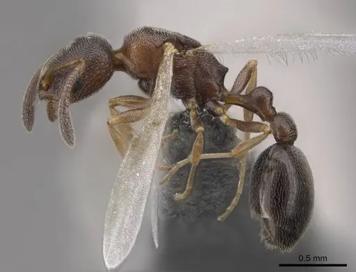 Cardiocondyla mauritanica specimen CASENT0724879 image casent0724879_3