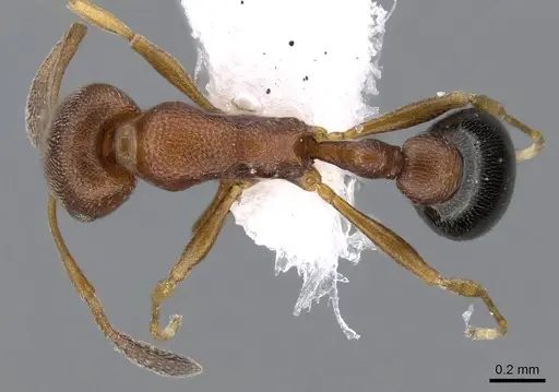 Cardiocondyla mauritanica specimen CASENT0746618 image casent0746618_1
