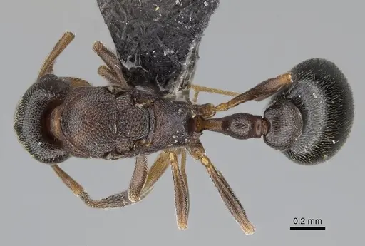 Cardiocondyla mauritanica specimen CASENT0799288 image casent0799288_1