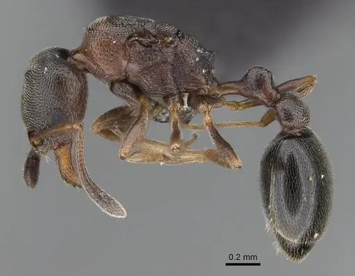 Cardiocondyla mauritanica specimen CASENT0799288 image casent0799288_3