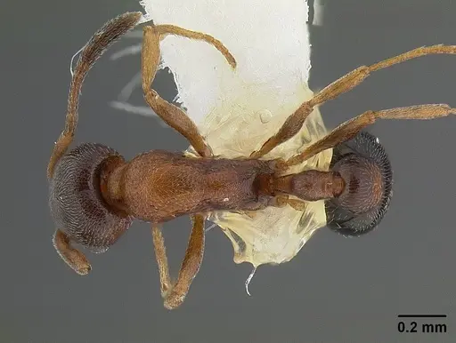 Cardiocondyla mauritanica specimen CASENT0844222 image casent0844222_1