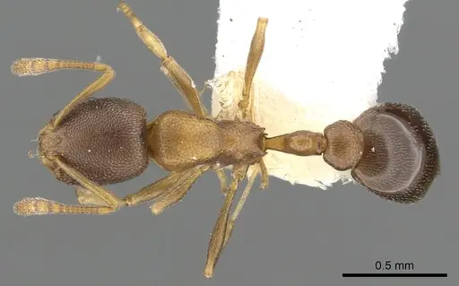 Cardiocondyla mauritanica specimen CASENT0901755 image casent0901755_1