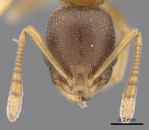 Cardiocondyla mauritanica specimen CASENT0901755 image casent0901755_2