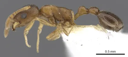Cardiocondyla mauritanica specimen CASENT0901755 image casent0901755_3