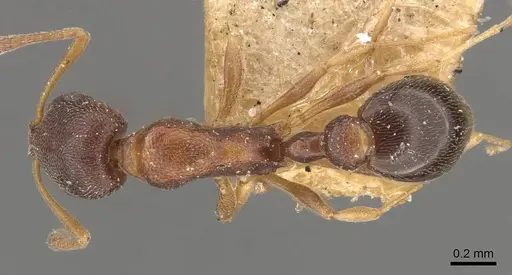 Cardiocondyla mauritanica specimen CASENT0908345 image casent0908345_1