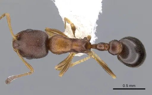 Cardiocondyla mauritanica specimen CASENT0914962 image casent0914962_1
