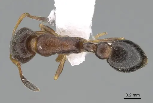 Cardiocondyla mauritanica specimen CASENT0922292 image casent0922292_1