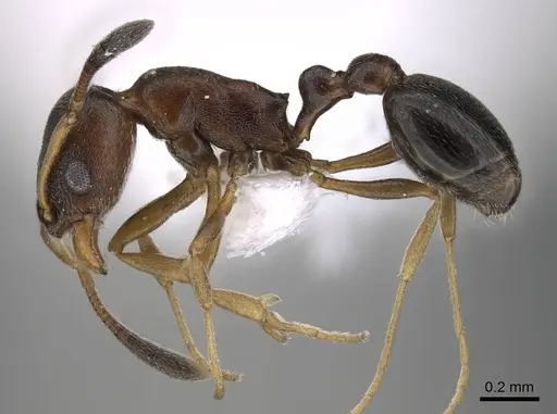 Cardiocondyla mauritanica specimen CASENT0922292 image casent0922292_3