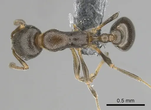 Cardiocondyla melana specimen CASENT0263939 image casent0263939_1