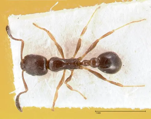 Cardiocondyla melana specimen FOCOL0736 image focol0736_1