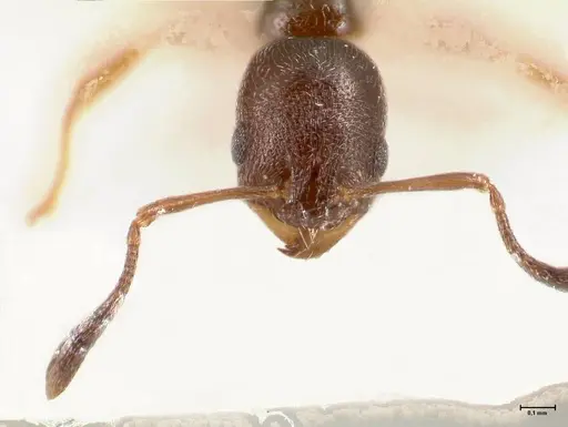 Cardiocondyla melana specimen FOCOL0736 image focol0736_3