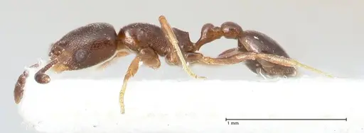 Cardiocondyla melana specimen FOCOL0736 image focol0736_5