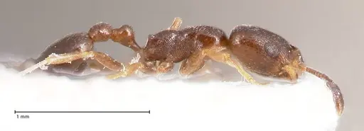 Cardiocondyla melana specimen FOCOL0736 image focol0736_6