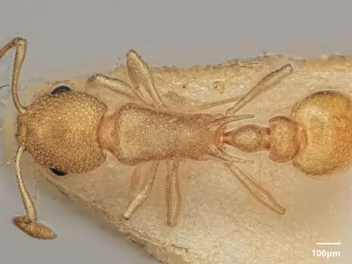 Cardiocondyla micropila specimen ANTWEB1048522 image antweb1048522_1