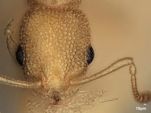 Cardiocondyla micropila specimen ANTWEB1048522 image antweb1048522_2