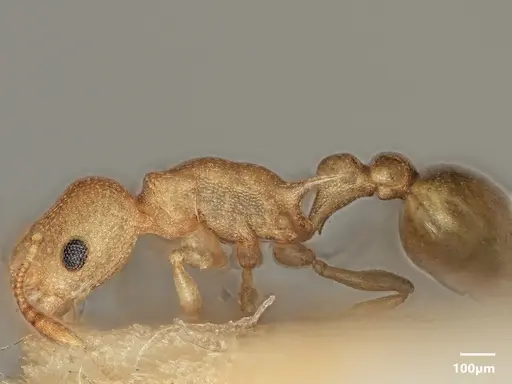 Cardiocondyla micropila specimen ANTWEB1048522 image antweb1048522_5