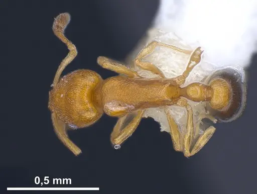 Cardiocondyla minutior specimen ANTWEB1041246 image antweb1041246_1