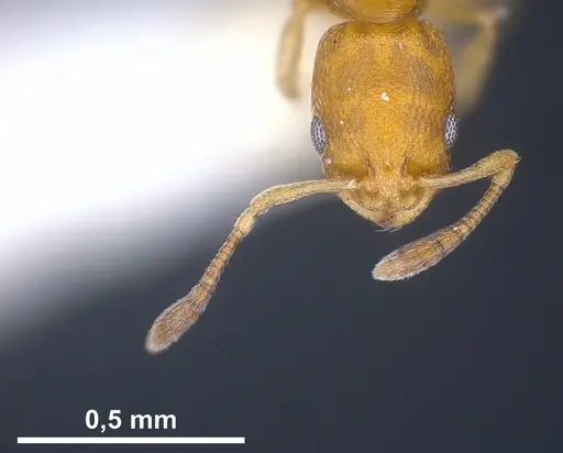 Cardiocondyla minutior specimen ANTWEB1041246 image antweb1041246_2