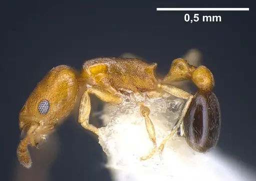 Cardiocondyla minutior specimen ANTWEB1041246 image antweb1041246_3