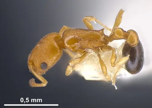 Cardiocondyla minutior specimen ANTWEB1041246 image antweb1041246_4