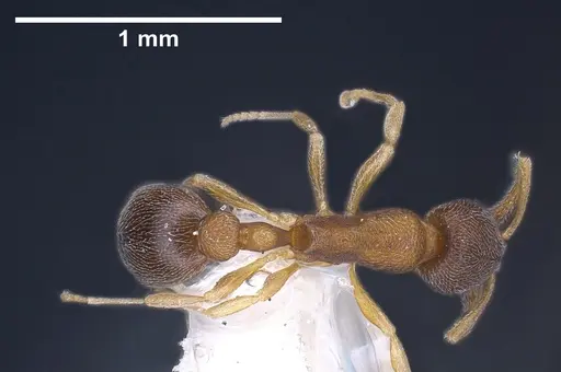 Cardiocondyla minutior specimen ANTWEB1041253 image antweb1041253_1