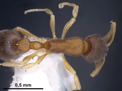 Cardiocondyla minutior specimen ANTWEB1041253 image antweb1041253_2