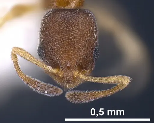 Cardiocondyla minutior specimen ANTWEB1041253 image antweb1041253_3