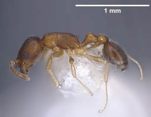Cardiocondyla minutior specimen ANTWEB1041253 image antweb1041253_4