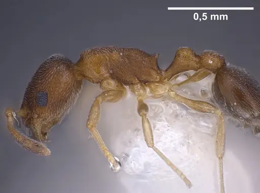 Cardiocondyla minutior specimen ANTWEB1041253 image antweb1041253_5
