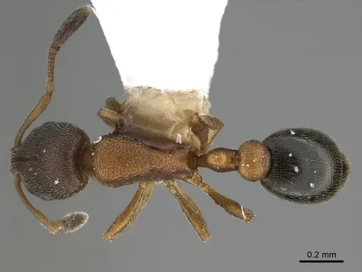 Cardiocondyla minutior specimen ANTWEB1041912 image antweb1041912_1