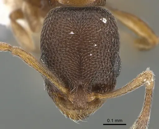 Cardiocondyla minutior specimen ANTWEB1041912 image antweb1041912_2