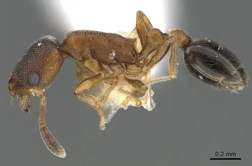 Cardiocondyla minutior specimen ANTWEB1041912 image antweb1041912_3