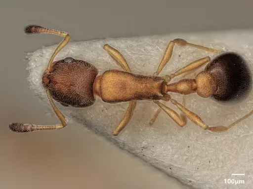 Cardiocondyla minutior specimen ANTWEB1048523 image antweb1048523_1