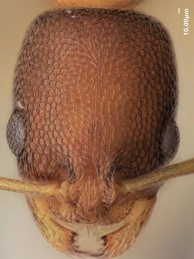 Cardiocondyla minutior specimen ANTWEB1048523 image antweb1048523_2