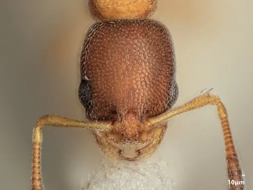 Cardiocondyla minutior specimen ANTWEB1048523 image antweb1048523_3