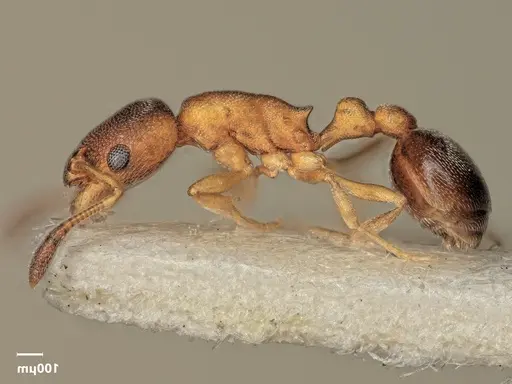 Cardiocondyla minutior specimen ANTWEB1048523 image antweb1048523_4