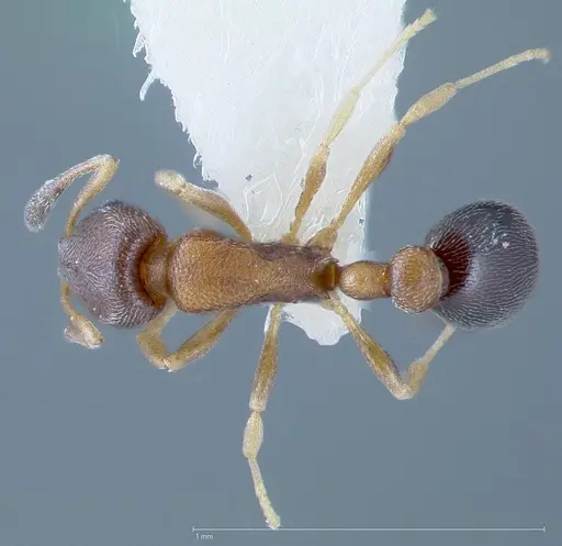 Cardiocondyla minutior specimen CASENT0005679 image casent0005679_1