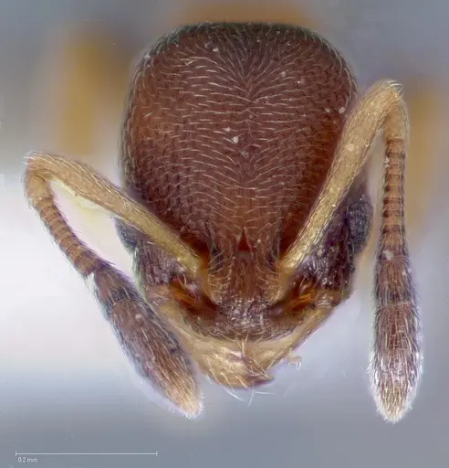 Cardiocondyla minutior specimen CASENT0005679 image casent0005679_2