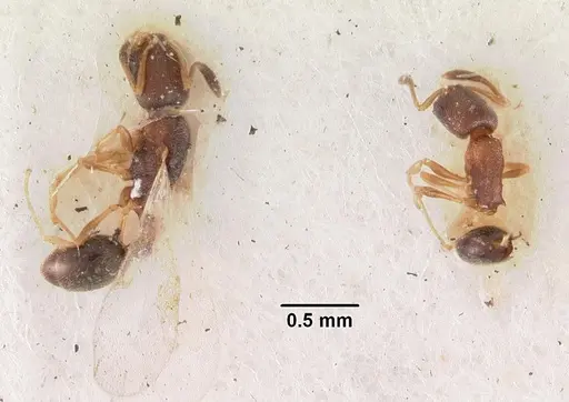 Cardiocondyla minutior specimen CASENT0102304 image casent0102304_2