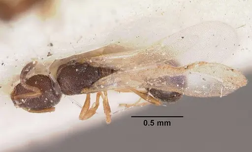 Cardiocondyla minutior specimen CASENT0102305 image casent0102305_1