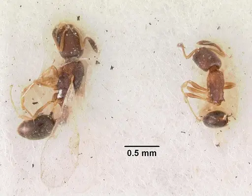 Cardiocondyla minutior specimen CASENT0102305 image casent0102305_2