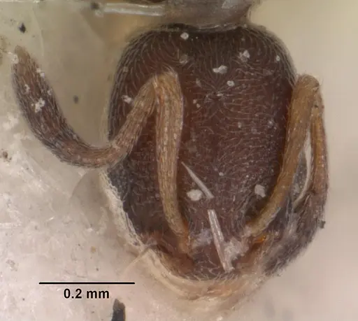 Cardiocondyla minutior specimen CASENT0102305 image casent0102305_3